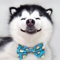 狗非主流哈士奇头像