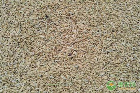 掌握旱稻的种植方法，分析旱稻的产量因素，促进其生长发育|玉米|旱稻|分蘖_新浪新闻