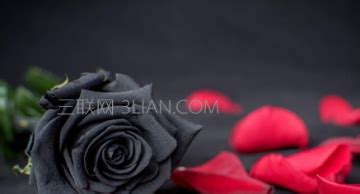 送黑玫瑰有什么寓意？ 黑玫瑰代表什么意思？|送黑|玫瑰-知识百科-川北在线