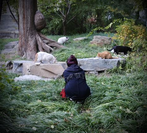 盲目投喂不可取！北京90后女孩帮700多流浪猫找到家|90后|流浪猫|绝育_新浪新闻