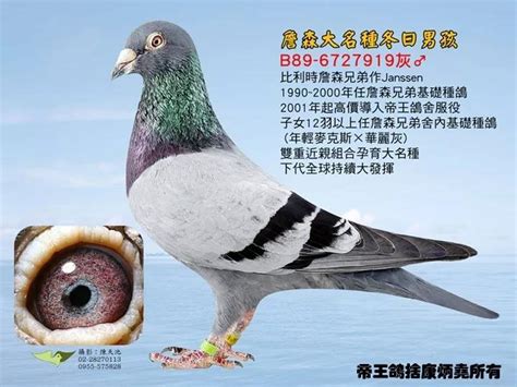 世界名鸽图集-王巍林-中国信鸽信息网 www.chinaxinge.com