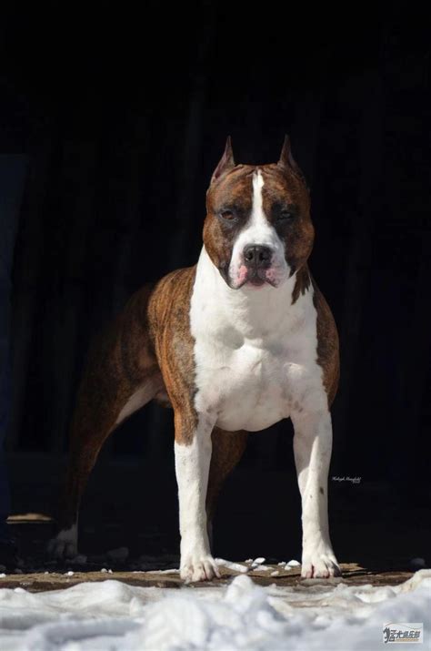 斯塔福犬图片