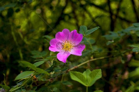 澳洲野玫瑰ROSE图片