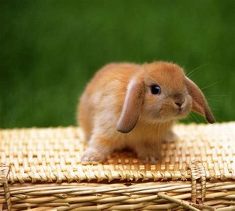 宠物兔活物迷你兔荷兰垂耳兔活体猫猫兔侏儒兔小体型茶杯兔宿舍-淘宝网