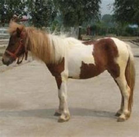 马大自然上匹马的肖像,棕色的马高清图片下载-正版图片300876769-摄图网