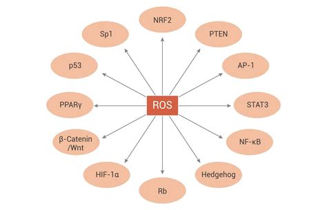 MCE | ROS 与疾病的关系 - 技术前沿 - 生物在线 Lab-on-Web