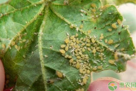 蚜虫和蚧壳虫的区别与防治 - 惠农网