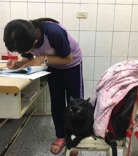 猫儿子长大很多啦 - 家在深圳