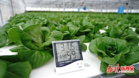 探访京东“前卫”植物工厂，每棵蔬菜仅需500ml水 | 北晚新视觉