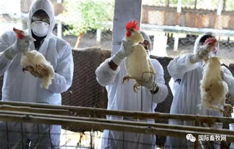2018年浅析禽流感对鸡肉消费因素分析 鸡肉产销量增长受限 短期冲击大过长期影响_观研报告网