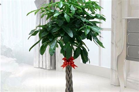 客厅最旺宅的大型植物平安树（客厅最旺宅的大型植物喜阴） | 小芸彩铃-彩铃制作！