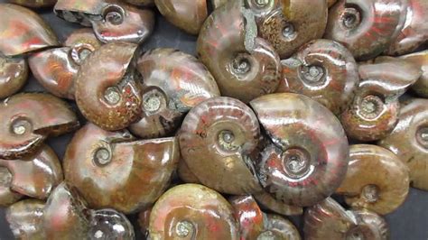 天然斑彩螺化石螺菊石海螺 古生物化石矿物标本原石-阿里巴巴