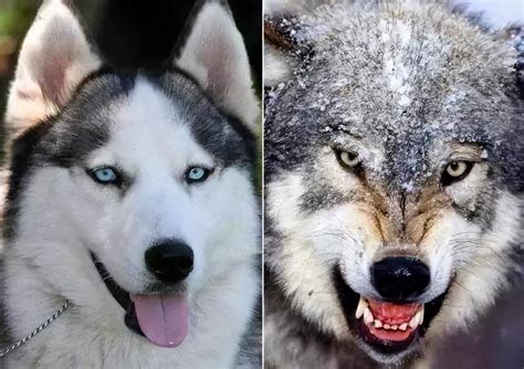犬科动物绘制教程：狼与狗的画法_耳朵