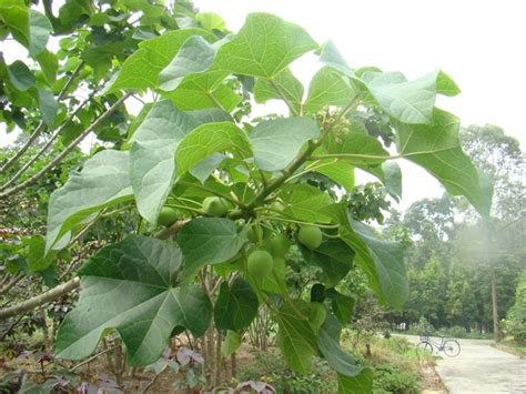 麻树图片