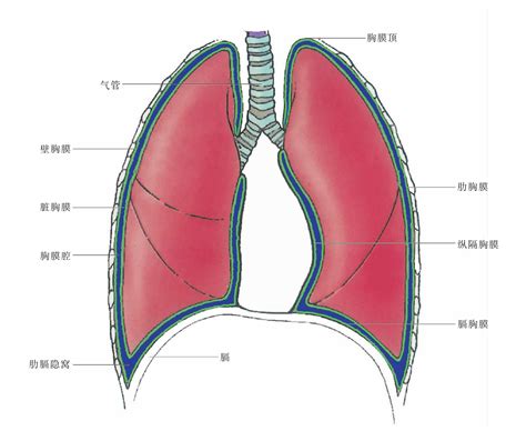 图131 胸膜及胸膜腔-人体解剖组织学-医学