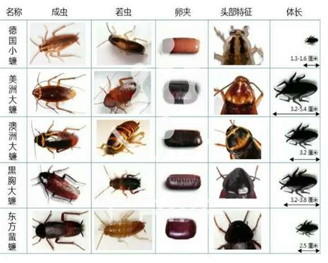 蟑螂-快图网-免费PNG图片免抠PNG高清背景素材库kuaipng.com