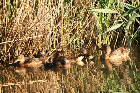 湖上的野鸭子在河里鸭子在河边游泳野鸭高清图片下载-正版图片506486247-摄图网