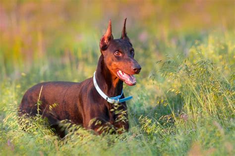 AKC标准杜宾犬图片 纯种杜宾犬图片大全-宠物王