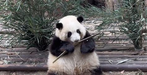 旅韩大熊猫宝宝取名为“福宝” 近照曝光