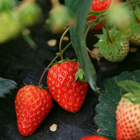 收藏这份岛城草莓采摘攻略，周末就出发 - 青岛新闻网