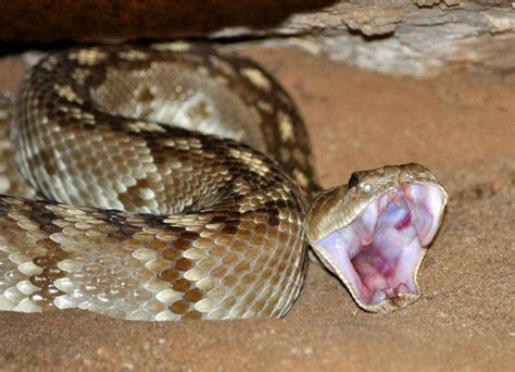 蛇舌图片大全，各种蛇舌类图片探秘！_蛇的图片_毒蛇网