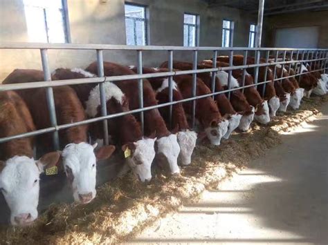 黑龙江绥化市优质牛肉供应销售/绥化市优质肉牛养殖场哪家好？