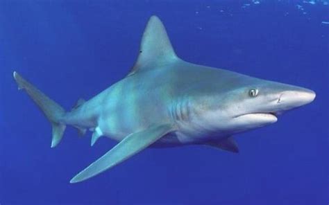 鲨鱼为什么怕海豚（为什么鲨鱼会害怕海豚）_可可情感网