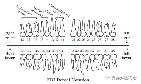 牙齿28颗示意图图解，来了解自己的每一颗牙齿及作用 - 爱美容研社