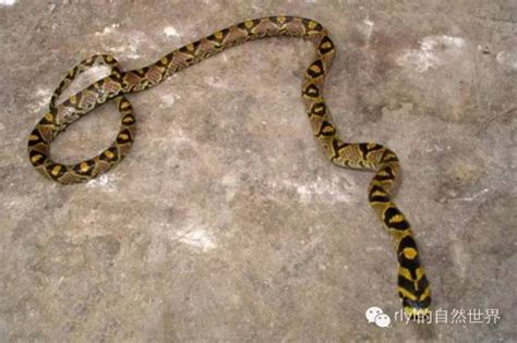 北京常见的本土蛇有十多种 见到这种蛇要尽量远离_手机新浪网