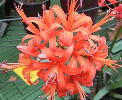 娜丽花(Nerinesarniensis)~图片