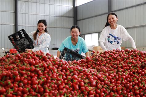 贵州黔西：辣椒加工助农增收
