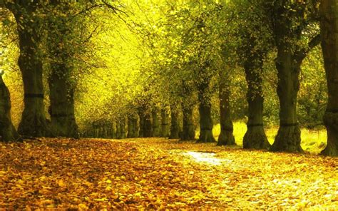 自然季节秋秋天多彩森林季节性橙色晚间图片免费下载_自然风景素材免费下载_办图网