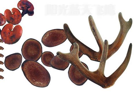 鹿茸真假对照图图片