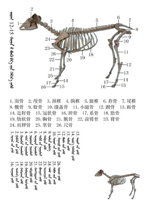 羊的骨骼结构图与名称,羊骨骼图,山羊品种名称图片大全(第4页)_大山谷图库