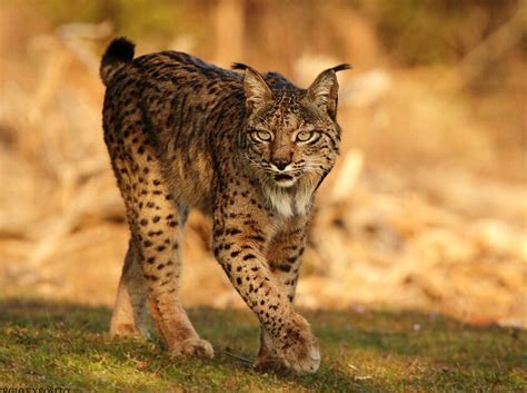 Lynx（国家二级保护动物） - 搜狗百科