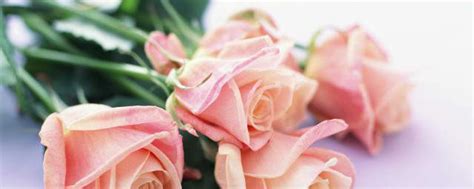 玫瑰花朵数代表的含义，玫瑰花寓意和象征 —【发财农业网】