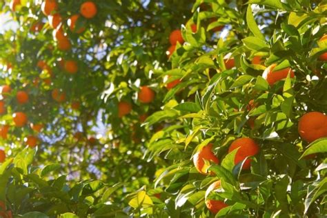四川和重庆，到底哪里的柑橘更好吃？_澎湃号·湃客_澎湃新闻-The Paper