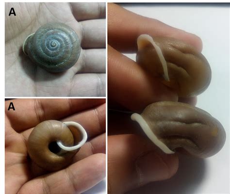 有一种叫云南的生活｜千年前的昆明人有多爱嗦螺蛳？这有座“吃出来”的遗址_云南网