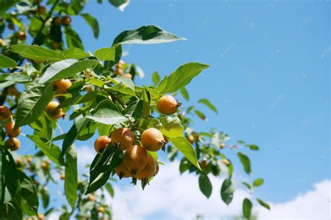 栽培的生花园树上小苹果在农场种植有机水果传统农业耕作与现代果树种植绿色高清图片下载-正版图片307937798-摄图网