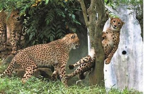 杭州野生动物园的金钱豹逃跑，如果在野外偶遇豹子，该如何应对？ - 知乎