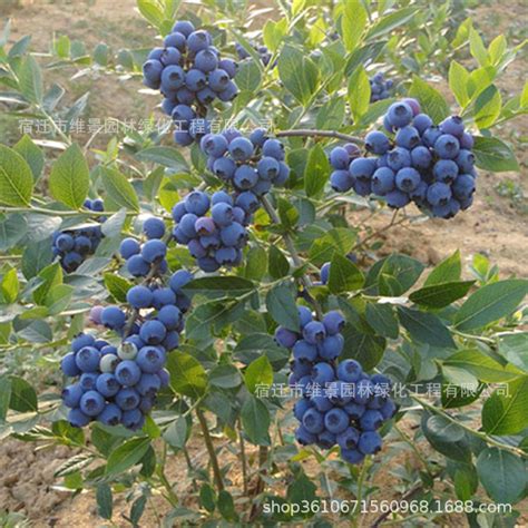 【信息详情】-蓝莓苗-专业销售蓝莓苗木-蓝莓种苗【江苏蓝莓网】