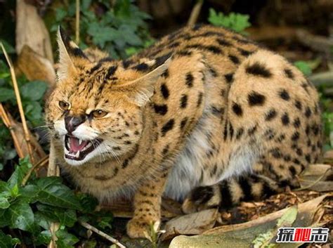 世界上最小的猫科动物：被称为“杀戮机器”，致命程度不亚于老虎_猎物