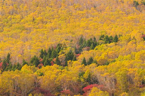 在山的特写秋天树高清图片下载-正版图片505081162-摄图网