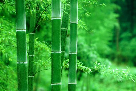 耐热竹子品种有哪些-常见问题-长景园林网