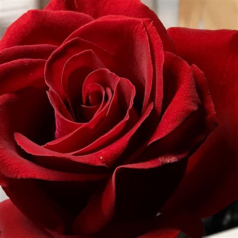 玫瑰花的气味食用,玫瑰花的气味红玫瑰_大山谷图库