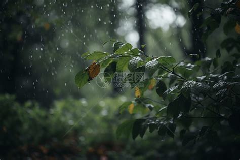 树林下起倾盆大雨高清图片下载-正版图片600105539-摄图网