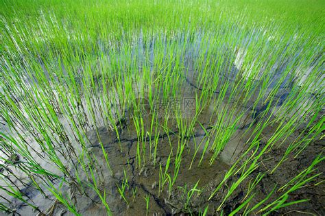 稻种绿色种子农场场地叶子幼苗植物生长栽培高清图片下载-正版图片321473300-摄图网