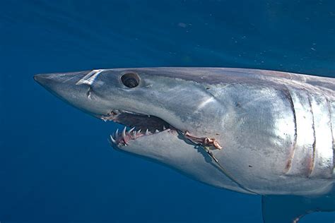 鲨鱼的种类和习性-农百科