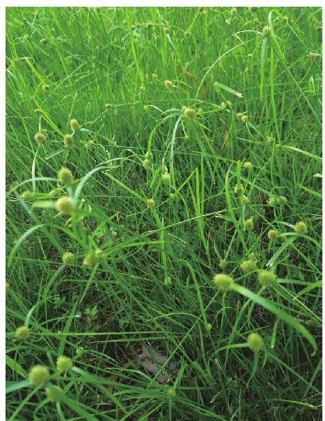 短叶水蜈蚣-黄石植物-图片