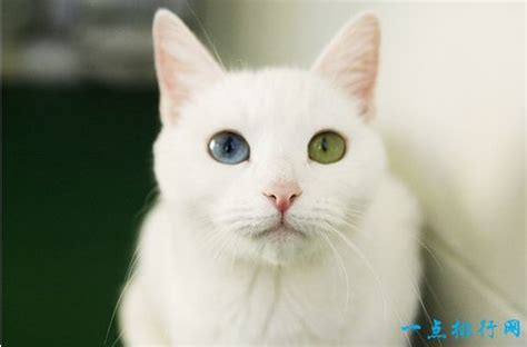 纯种英短蓝白猫活猫幼体英国短毛猫矮脚幼崽折耳猫活体宠物猫咪-阿里巴巴